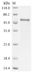 Recombinant Mouse Slit homolog 2 protein (Slit2), partial
