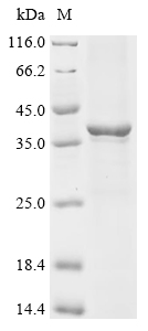 Recombinant Rat Chemokine (C-X-C motif) ligand 13(Cxcl13), partial