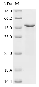 Recombinant Human Transcription factor SOX-1 (SOX1)