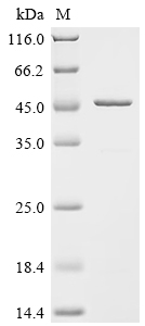 Recombinant Mouse Troponin T, cardiac muscle (Tnnt2)