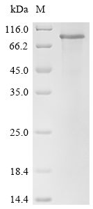 Recombinant Human Delta and Notch-like epidermal growth factor-related receptor (DNER), partial