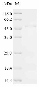Recombinant Human Dual specificity mitogen-activated protein kinase kinase 3 (MAP2K3)