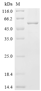 Recombinant Chlamydophila psittaci Major outer membrane porin (ompA)