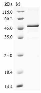 Recombinant Human Kelch domain-containing protein 3 (KLHDC3)
