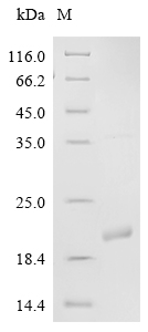 Recombinant Human ADP-ribosylation factor 1 (ARF1)