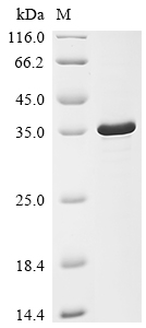 Recombinant Human T-cell leukemia virus 1 HTLV-1 basic zipper factor (HBZ)