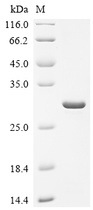 Recombinant Saccharomyces cerevisiae NADPH-dependent methylglyoxal reductase GRE2 (GRE2), partial
