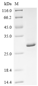 Recombinant Escherichia coli CsgBAC operon transcriptional regulatory protein (csgD)