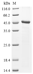 Recombinant Human CMRF35-like molecule 8 (CD300A), partial