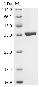 Recombinant Drosophila melanogaster Spectrin beta chain (beta-Spec), partial