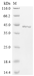 Recombinant Apis mellifera Arginine kinase (ARGK)