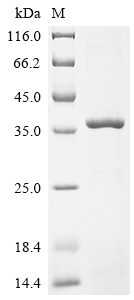 Recombinant Drosophila melanogaster Protein nanos (nos), partial