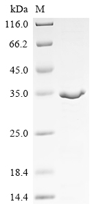 Recombinant Drosophila melanogaster Maternal effect protein staufen (stau), partial