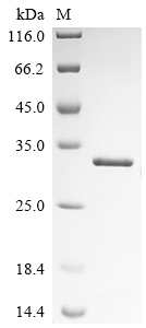 Recombinant Schizosaccharomyces pombe Histone deacetylase clr6 (clr6), partial
