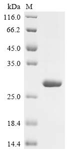 Recombinant Colletotrichum gloeosporioides Cutinase 1 (CUTA)