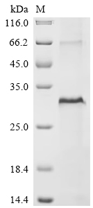 Recombinant Human Multiple epidermal growth factor-like domains protein 6 (MEGF6), partial