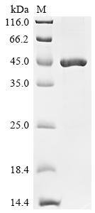 Recombinant Classical swine fever virus Genome polyprotein, partial