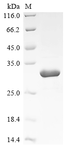Recombinant Saccharomyces cerevisiae DNA-binding protein RAP1 (RAP1), partial