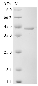 Recombinant Human Dual specificity mitogen-activated protein kinase kinase 3 (MAP2K3)