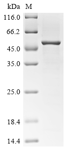 Recombinant Pongo abelii Paraneoplastic antigen Ma2 homolog (PNMA2)