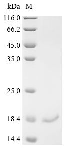 Recombinant Mouse Neuritin (Nrn1)
