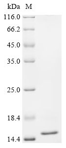 Recombinant Pig Transthyretin (TTR)