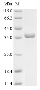 Recombinant Leptospira interrogans serogroup Icterohaemorrhagiae serovar Lai Flagellar filament 35 kDa core protein (flaB)