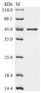 Recombinant Dermatophagoides farinae Paramyosin, partial
