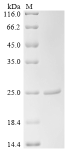 Recombinant Staphylococcus aureus Bleomycin resistance protein (ble)