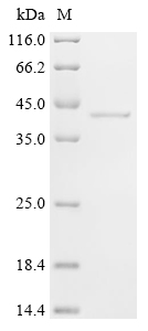 Recombinant Mouse Deoxyribonuclease gamma (Dnase1l3)