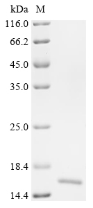 Recombinant Mouse Trefoil factor 3 (Tff3)