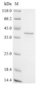 Recombinant Human C-1-tetrahydrofolate synthase, cytoplasmic (MTHFD1), partial