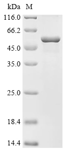 Recombinant Helicobacter pylori Citrate synthase (gltA)