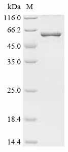 Recombinant Human Matrix metalloproteinase-25 (MMP25)