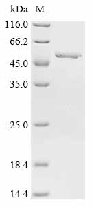 Recombinant Bacillus pumilus 2,3-diketo-5-methylthiopentyl-1-phosphate enolase (mtnW)