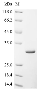 Recombinant Synechococcus sp. Methylthioribulose-1-phosphate dehydratase (mtnB)