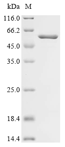 Recombinant Human C5a anaphylatoxin chemotactic receptor (C5AR1), partial, Biotinylated