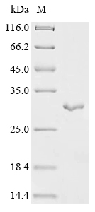 Recombinant Human 17-beta-hydroxysteroid dehydrogenase 13 (HSD17B13)
