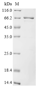 Recombinant Epstein-Barr virus Small capsomere-interacting protein (SCP), Biotinylated