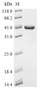Recombinant Porphyromonas gingivalis Major fimbrium subunit FimA type-1 (fimA)