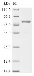 Recombinant Human rhinovirus 1A Genome polyprotein, partial
