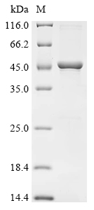 Recombinant Human Flotillin-1 (FLOT1)