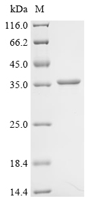 Recombinant Escherichia coli NAD-dependent protein deacylase (cobB)