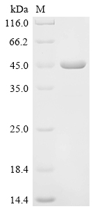 Recombinant Spinacia oleracea Ferredoxin--NADP reductase, chloroplastic (PETH)