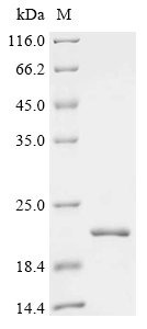 Recombinant Human C5a anaphylatoxin chemotactic receptor (C5AR1), partial