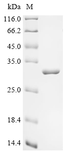 Recombinant Francisella tularensis subsp. tularensis 60 kDa chaperonin (groEL), partial