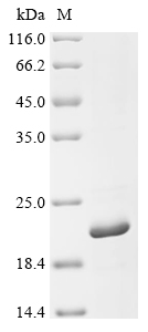 Recombinant Human herpesvirus 2 Small capsomere-interacting protein (SCP)