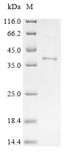 Recombinant Human herpesvirus 2 Envelope glycoprotein H (gH), partial