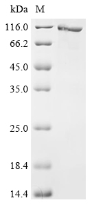 Recombinant Klebsiella pneumoniae subsp. pneumoniae Chaperonin GroEL (groEL), Biotinylated