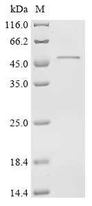 Recombinant Bovine Paraneoplastic antigen Ma1 homolog (PNMA1)